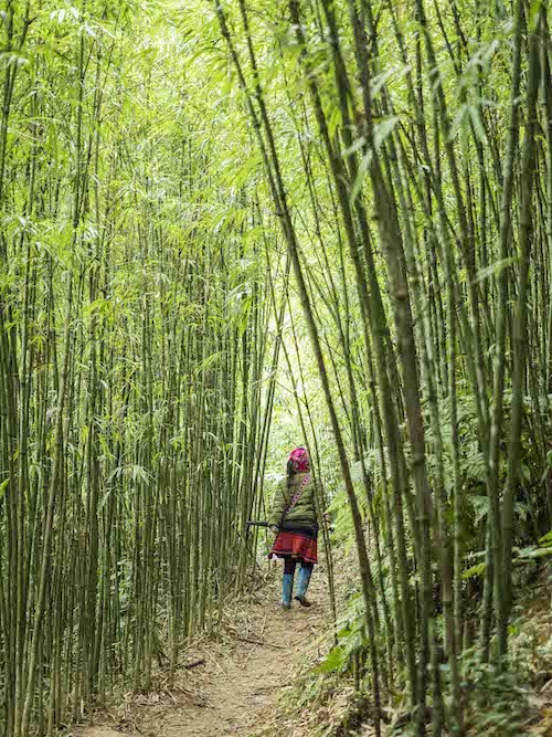 Mujer en bosque de bambú