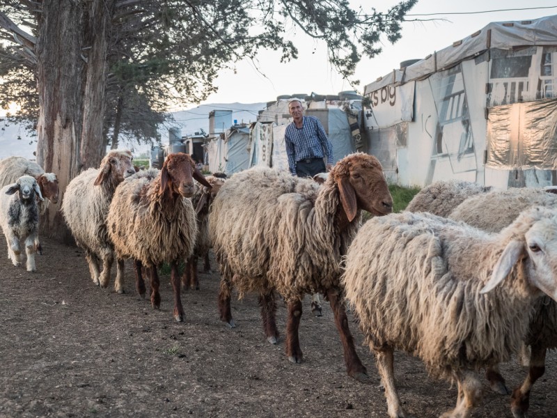 20- El valle del Bekaa es una zona fértil. Algunos de los refugiados consiguen encontrar trabajo en el sector agrícola o ganadero.