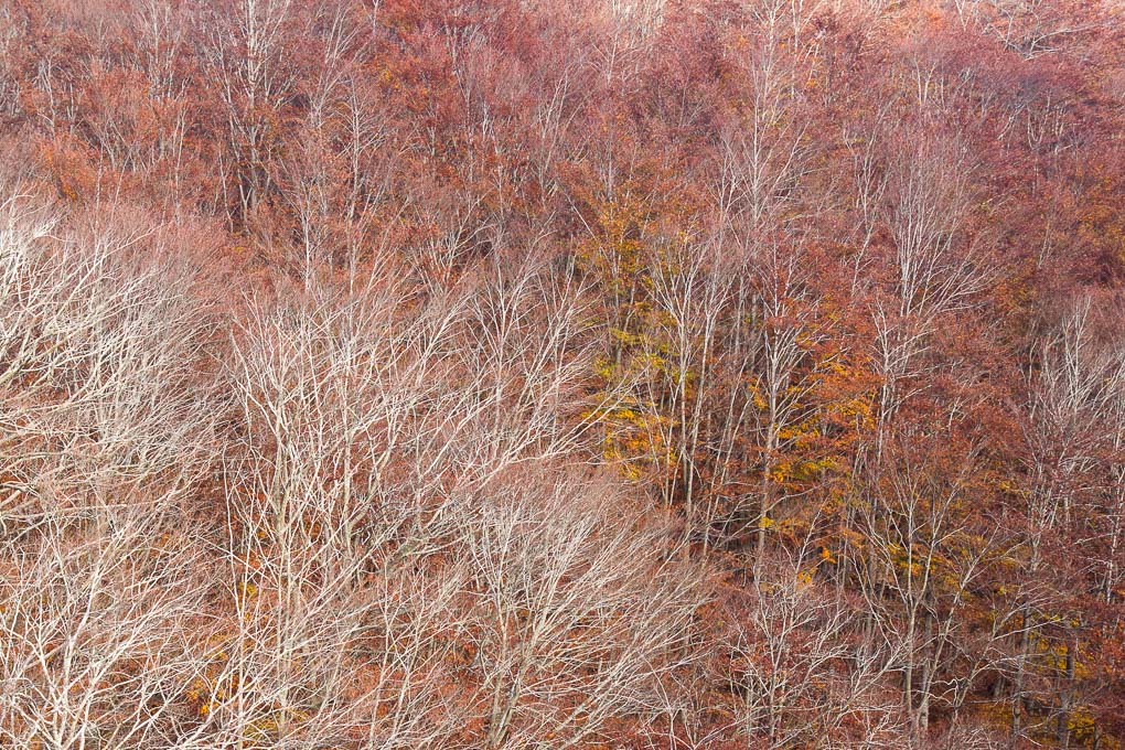 Bosque rojo otoño